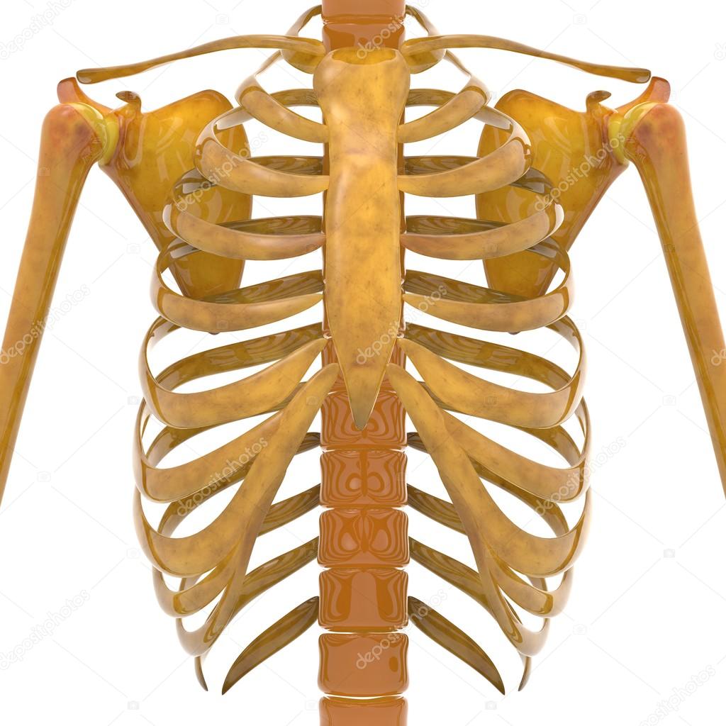 Human Scapula with Ribs Stock Photo by ©magicmine 93921078
