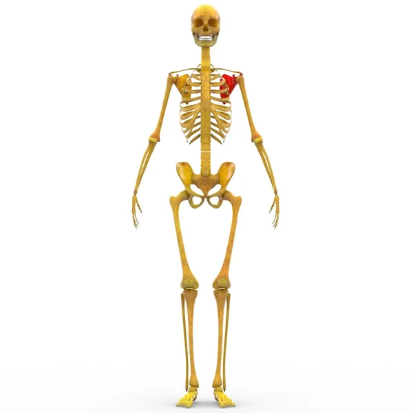 Human Skeleton Scapula Bone — Stock Photo, Image