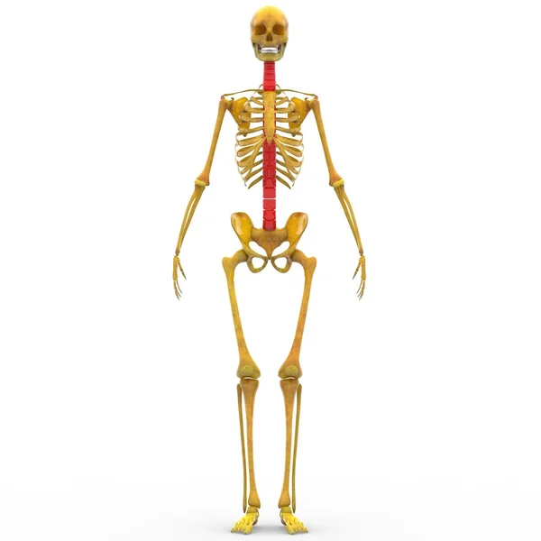 Ludzki szkielet rdzenia kręgowego — Zdjęcie stockowe
