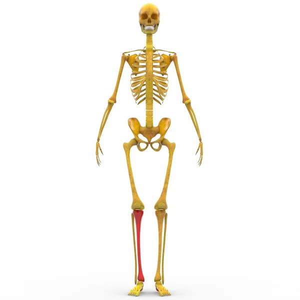 Κοινό ανθρώπινο σκελετό κνήμης — Φωτογραφία Αρχείου