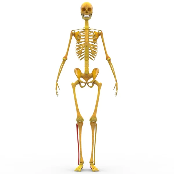 Wadenbein des menschlichen Skeletts — Stockfoto