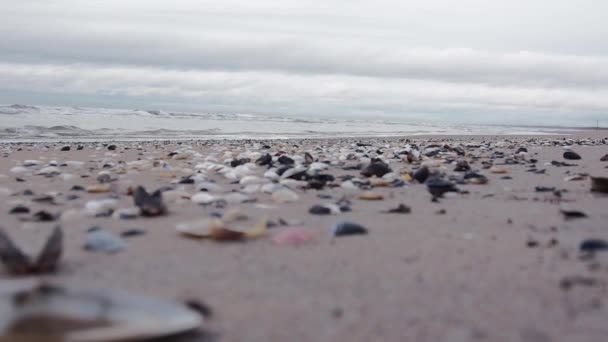 Conchas em uma praia. — Vídeo de Stock