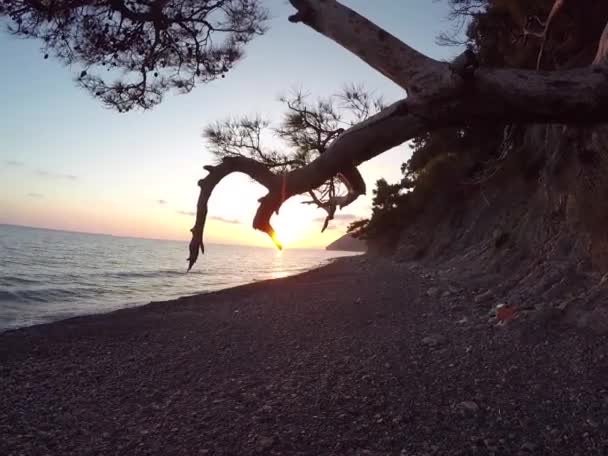 Mediterrane zonsondergang via de pijnbomen — Stockvideo