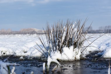 Kış ayrıntı Hollanda
