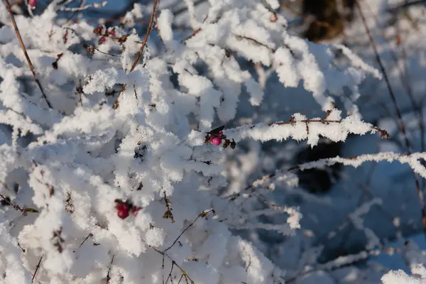 Todas as coisas Inverno — Fotografia de Stock