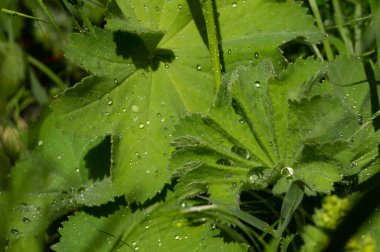 Yaprağın üzerine yağmur damlası