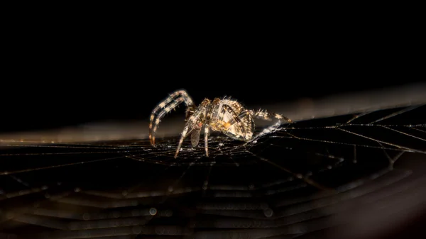 Una web de arañas — Foto de Stock