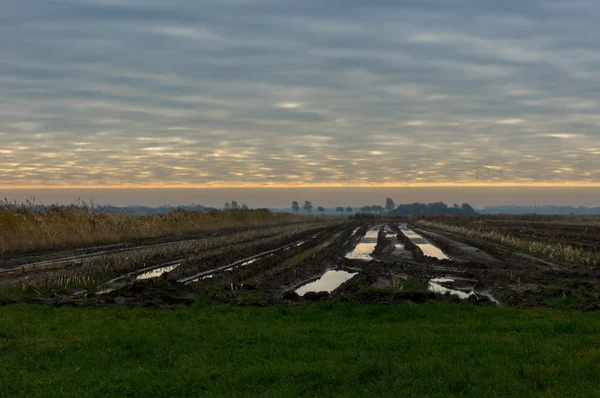 Felder am Abend — Stockfoto