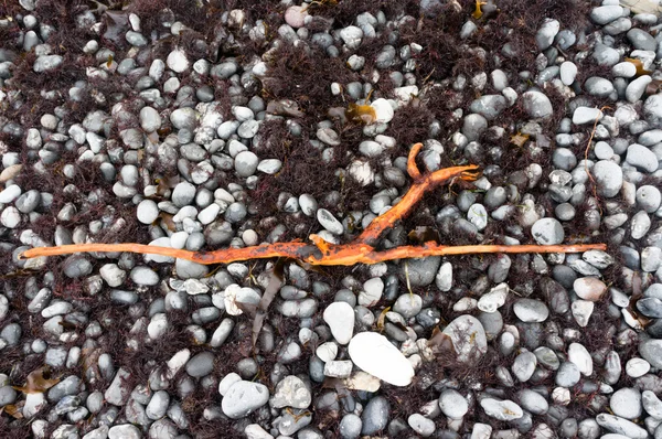 Морські водорості і driftwood — стокове фото