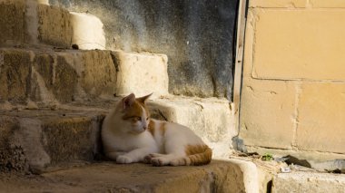 Gölge kedi