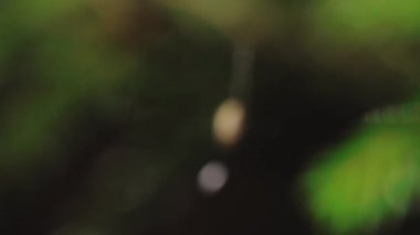 Ormandaki ağının ortasında küçük bir örümcek.