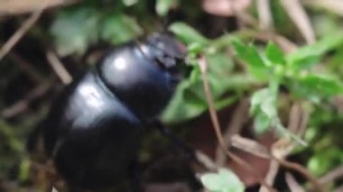 Otların arasında gezinme beetle, daha sonra onun kanatları ve sinekler uzak yayıldı