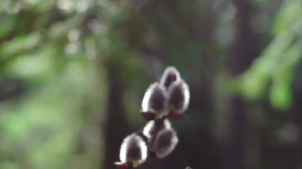 Coño-sauce en el bosque soleado en primavera — Vídeo de stock