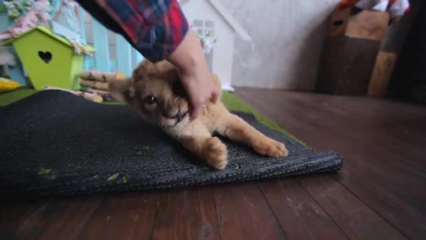 Маленький лев грає з рукою жінки — стокове відео