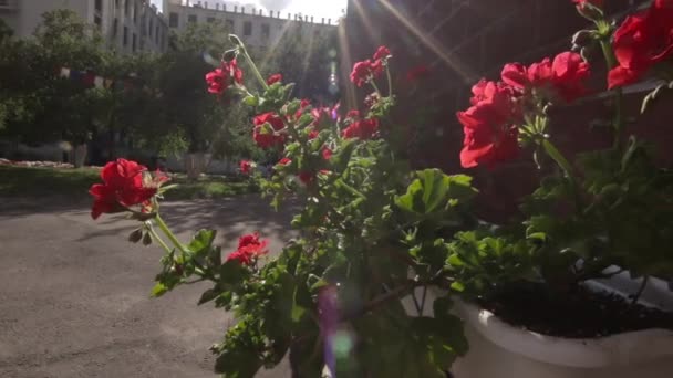 Von der Sonne erleuchtete Blumen in den Straßen der Stadt — Stockvideo