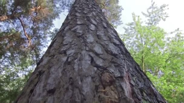 Hoge pijnbomen in het park — Stockvideo