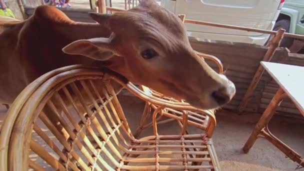Lány eteti a tehenet a helyi kávézóban Indiában — Stock videók