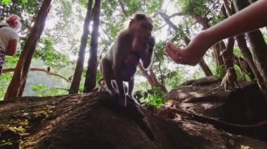 Goa ormanında bebekle beslenen dişi maymun