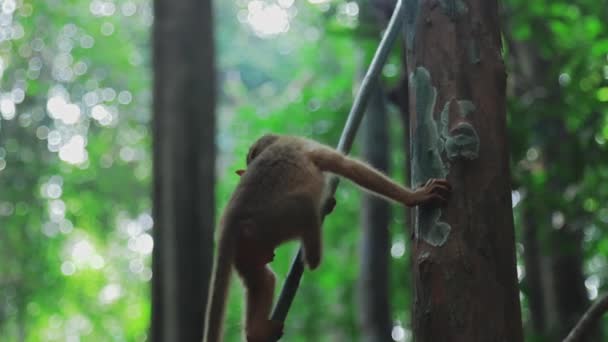 Macaco jovem cai na videira na selva — Vídeo de Stock