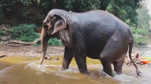 Индийский слон выходит из реки — стоковое видео