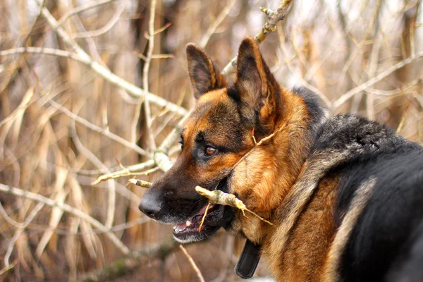 German shepherd with a stick. — Stock Photo, Image