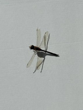 Beyaz arka planda altın halkalı yusufçuk. yakın plan