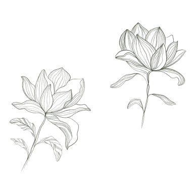 Manolyanın doğrusal çizimi. Kumaşlar, giysiler, kartpostallar, posterler, resimler, kırtasiye ve baskı için manolya çiçeği çizimi, dergiler.