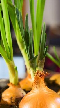 Growing organic  onions
