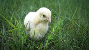 Küçük tavuk duran yeşil çimenlerin üzerinde
