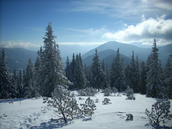 L'hiver dans les montagnes. Carpates ukrainiennes . — Photo