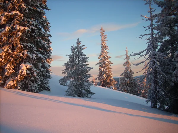 Winter in de bergen. Oekraïense Karpaten. — Stockfoto