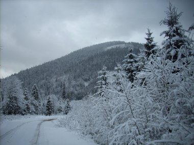 Dağlarda kış. Ukrayna Karpatları.