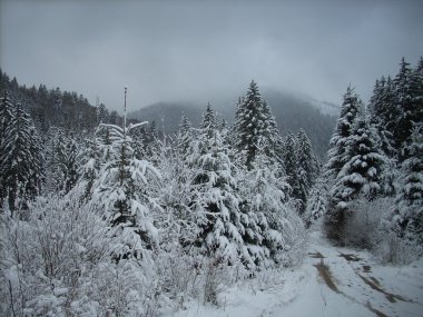 Dağlarda kış. Ukrayna Karpatları.