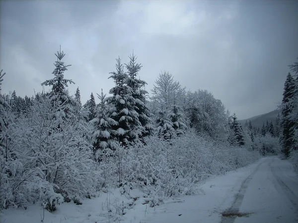 Dağlarda kış. Ukrayna Karpatları.