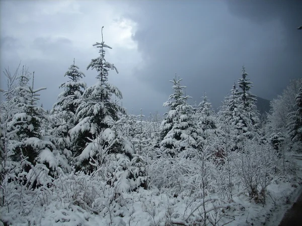 L'hiver dans les montagnes. Carpates ukrainiennes . — Photo