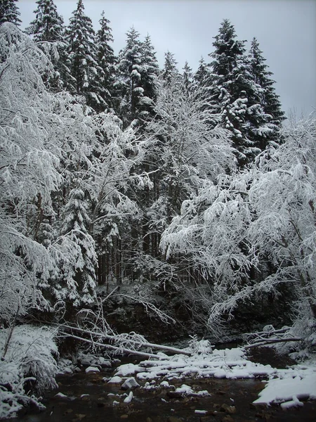 Winter in the mountains. Ukrainian Carpathians. — Stock Photo, Image