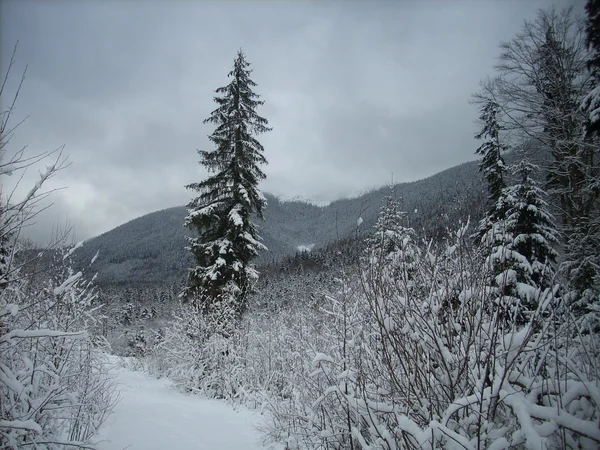 L'hiver dans les montagnes. Carpates ukrainiennes . — Photo