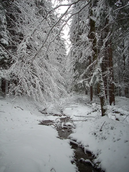 Dağlarda kış. Ukrayna Karpatları.