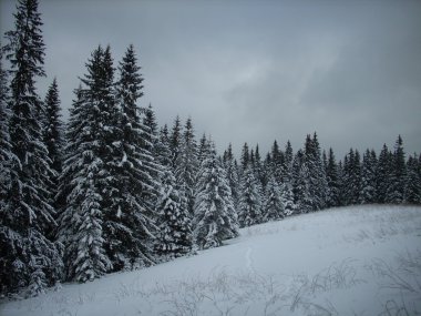 Dağlarda kış. Ukrayna Karpatları.