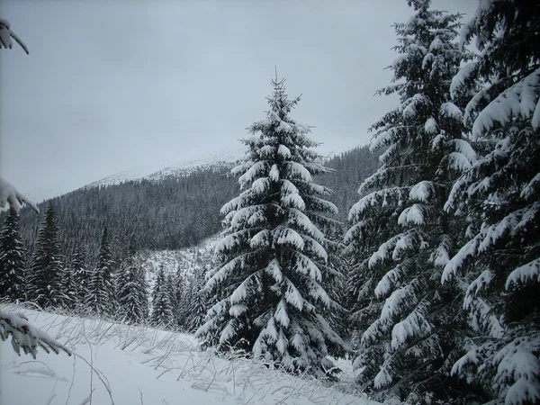 Zima w górach. Karpaty ukraińskie. — Zdjęcie stockowe