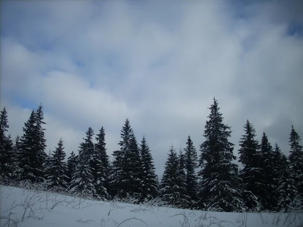 Dağlarda kış. Ukrayna Karpatları.