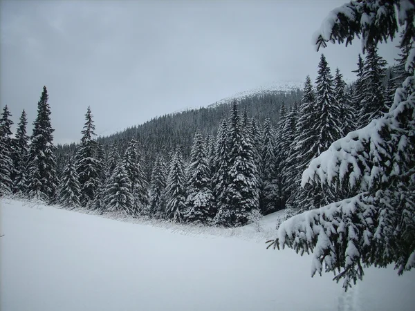 Dağlarda kış. Ukrayna Karpatları.