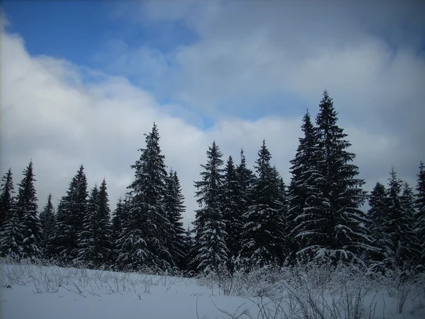 Dağlarda kış. Ukrayna Karpatları.