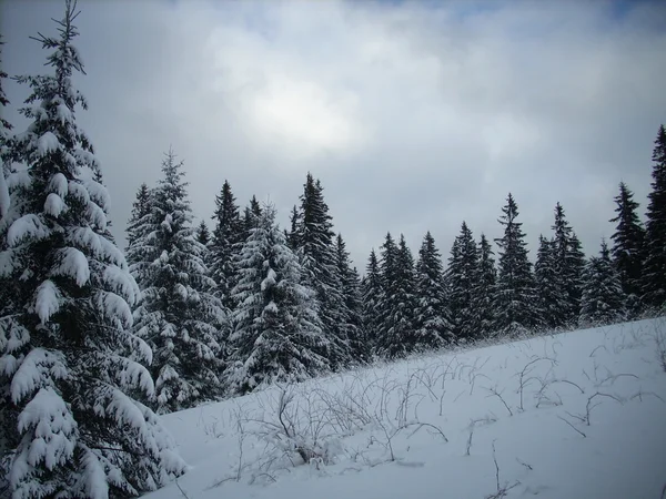 Dağlarda kış. Ukrayna Karpatları.