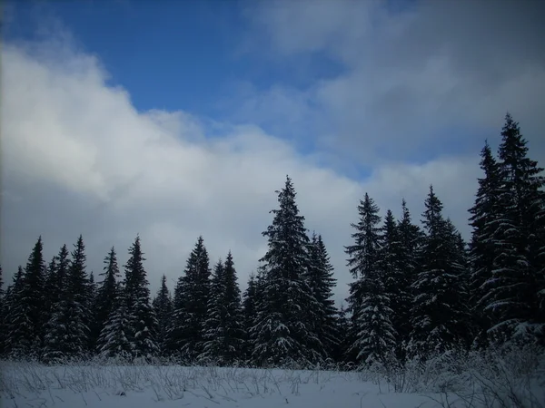 Zima w górach. Karpaty ukraińskie. — Zdjęcie stockowe