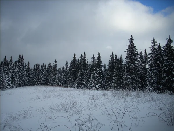 Dağlarda kış. Ukrayna Karpatları.