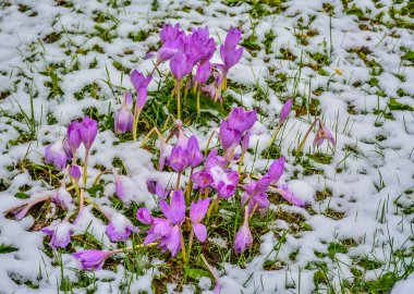 Karelya 'da karlı bir bahçede Crocus krokusu.