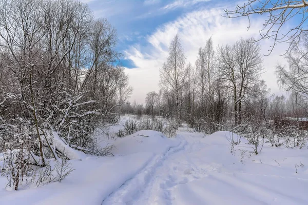 Paisagem Inverno Região Leningrado Rússia — Fotografia de Stock
