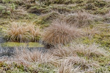Ormanın ortasındaki bir bataklıkta soğuk bir Kasım günü.