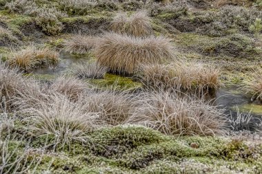 Ormanın ortasındaki bir bataklıkta soğuk bir Kasım günü.